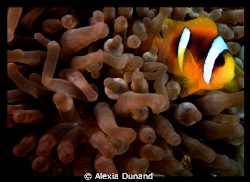 Clown Fish and anemone, taken with OLYMPUS E-PL1 by Alexia Dunand 